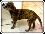 Mixed breed brindle puppy needs breed analysis