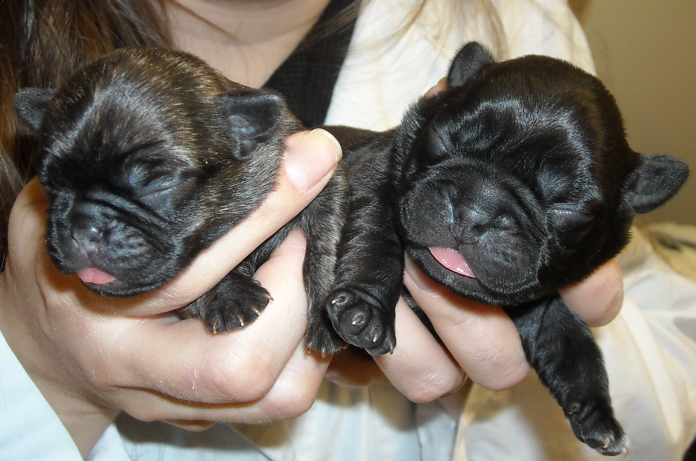 Boston Terrier Newborn Puppies
