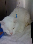 "Shelving" ridges of fur on this cat's haunch and the IV line give it away = dehydrated!