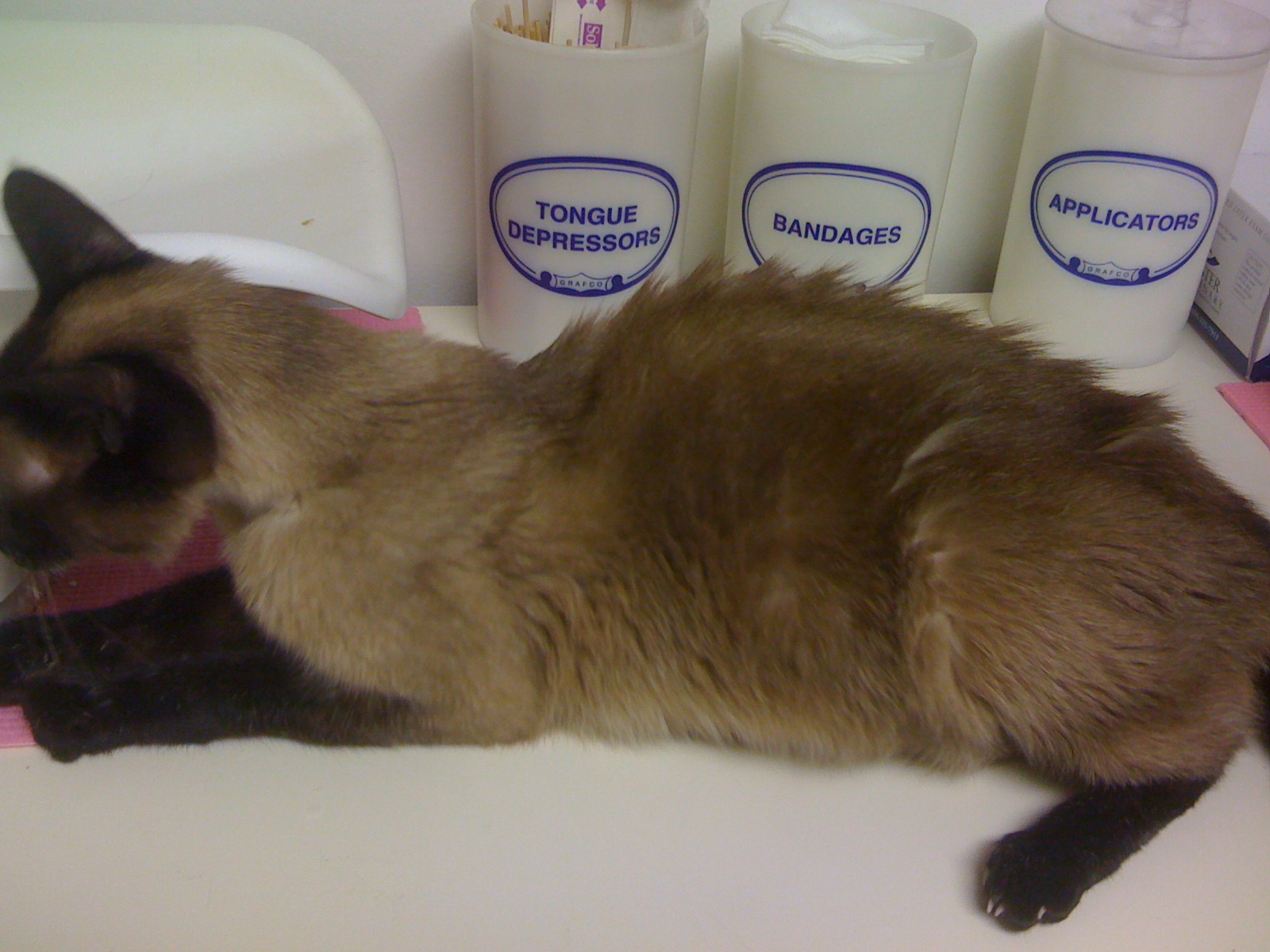 17-Year-Old Cat Treated for Multiple Diseases at the Same Time