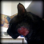 Sparky has a 2 cm by 2 cm red spot on the side of his face where there is no skin!