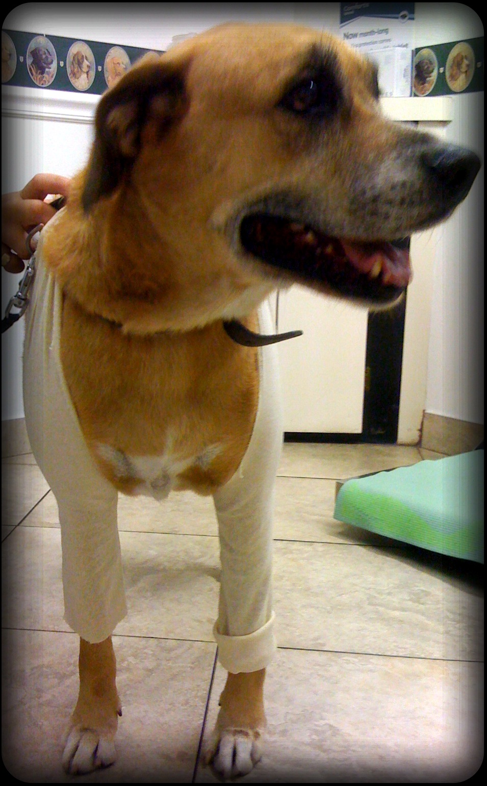 Emergency Dog Sling For Back Legs, Dog Support Lifting Harness For Med –  BargainFox.com