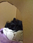 close up of Samantha's long-haired black face with black sparkling eyes peering out of her puppy birthing box