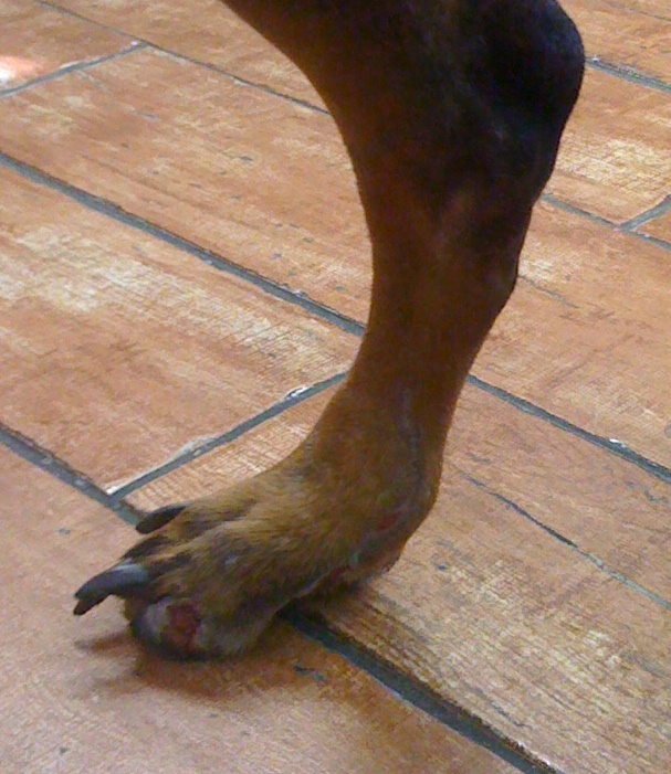Feet dog. Доберман утолщение в середине голени.