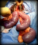 Y-shaped dog uterus exteriorized, the surface had purple blood vessels because they are fighting a septic infection