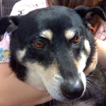 Maggie is black and tan with bog brown eyes and balding fur on her hind legs from flea allergy dermatitis