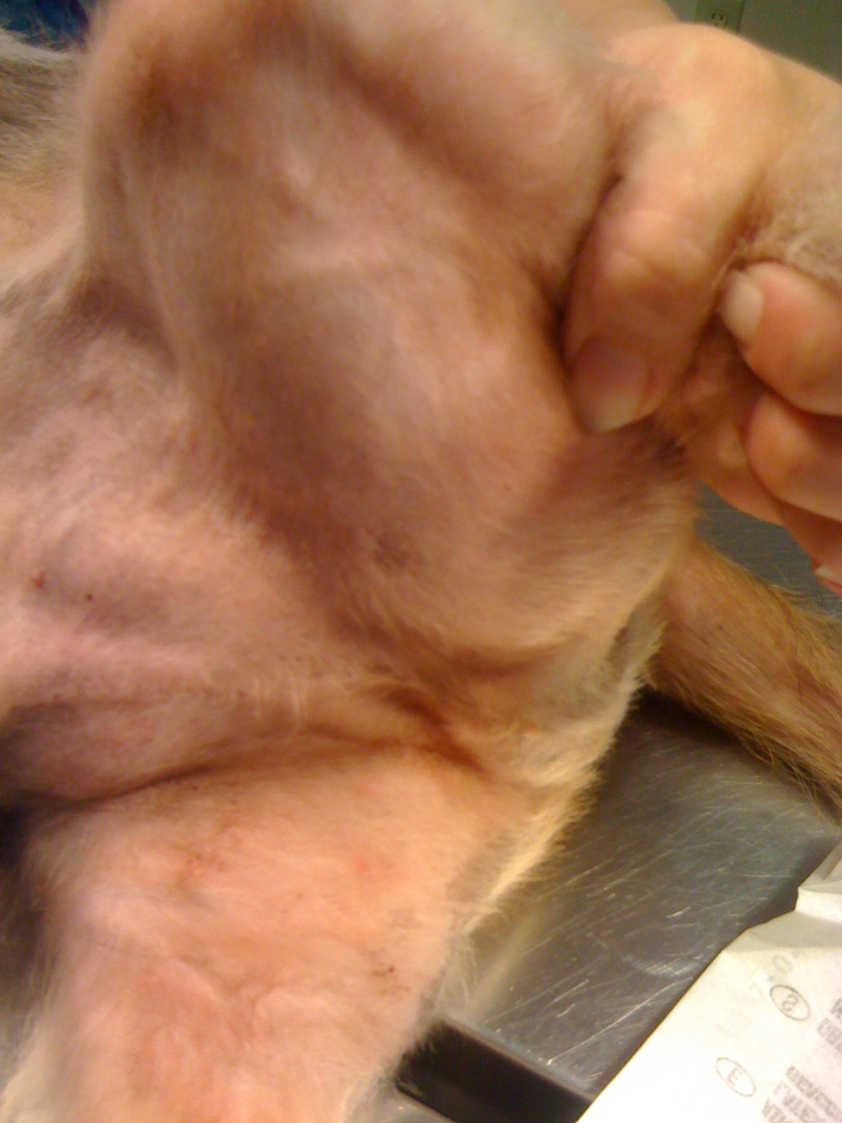 Cats Neck Muscle Tumor 7