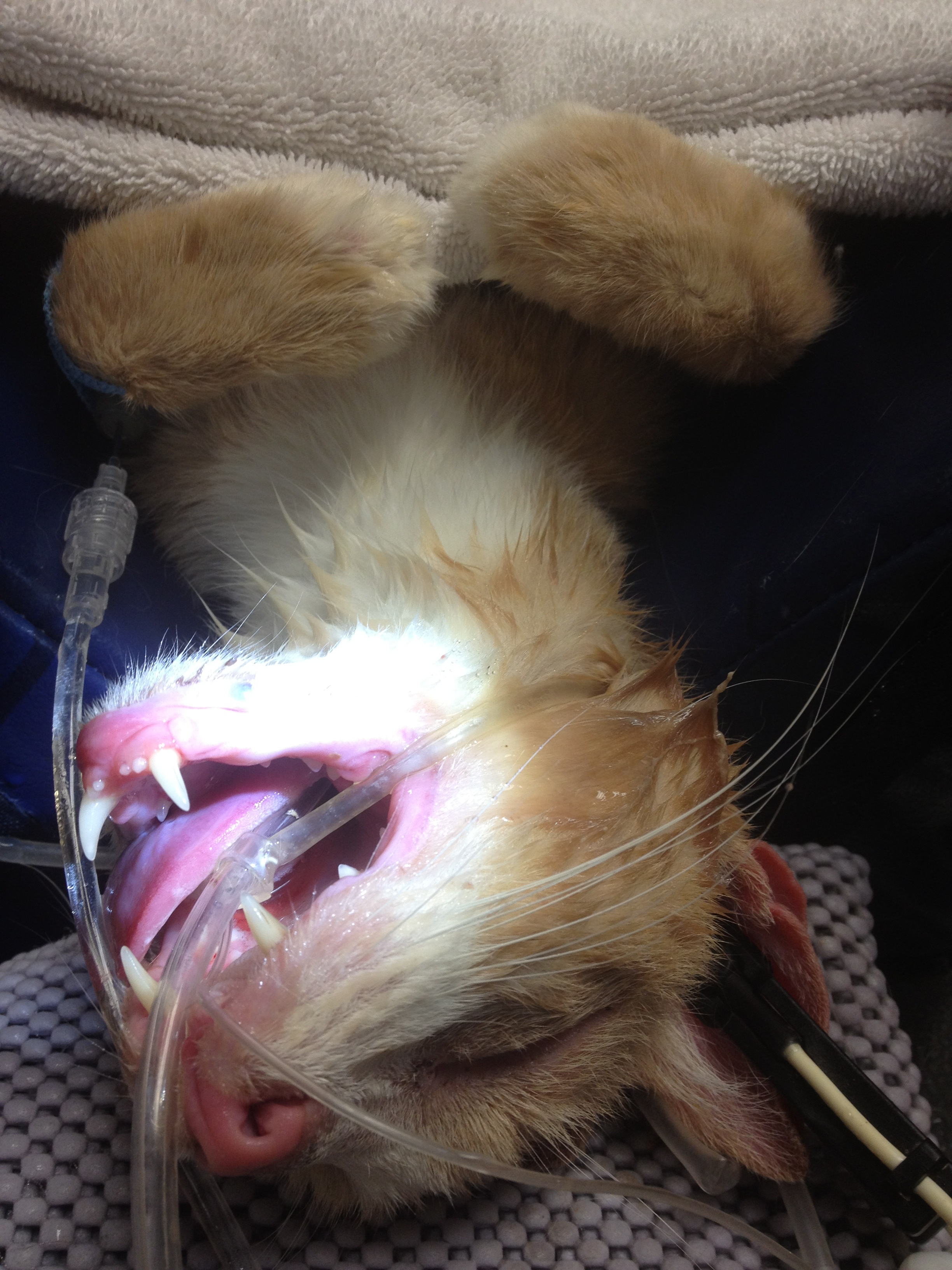 Veterinary Practice: Why Is My Cat Grinding His Teeth When ...