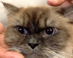 Himalayan and Persian cats have heads like furry battering rams!