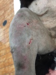 Raccoon bite wounds on a cat's leg look tiny