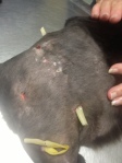 latex drains sticking out of surgery holes in this cats skin are crooked and ripped because they were left in place for 2 weeks, instead of the usual 3-5 days