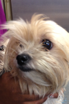 Chica, a one year old female maltese